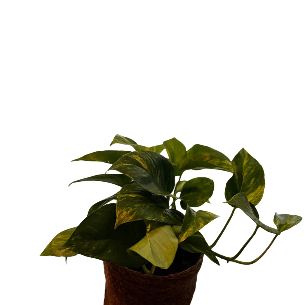 Efeutute (Epipremnum aureum) – Handgezogene, buschige Zimmerpflanze