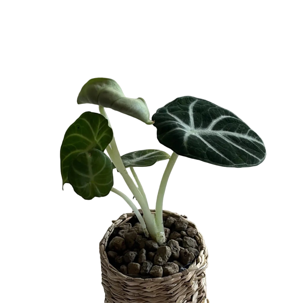 Alocasia Black Velvet – Handgezogene Jungpflanze