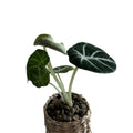 Alocasia Black Velvet – Handgezogene Jungpflanze