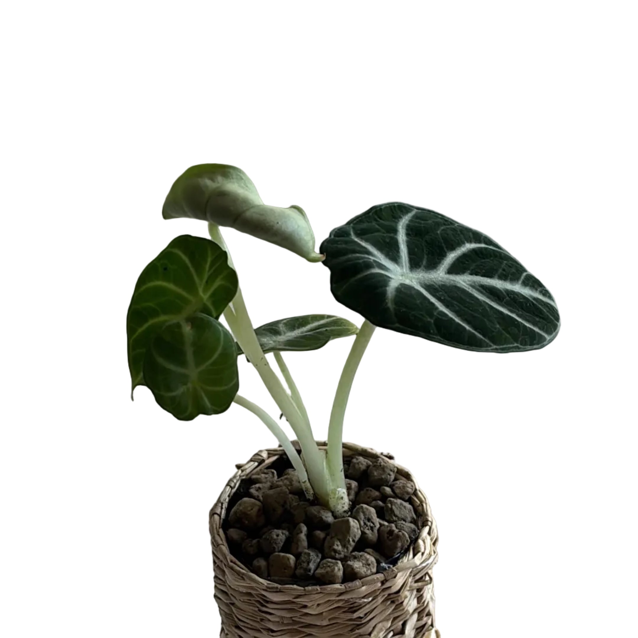 Alocasia Black Velvet – Handgezogene Jungpflanze
