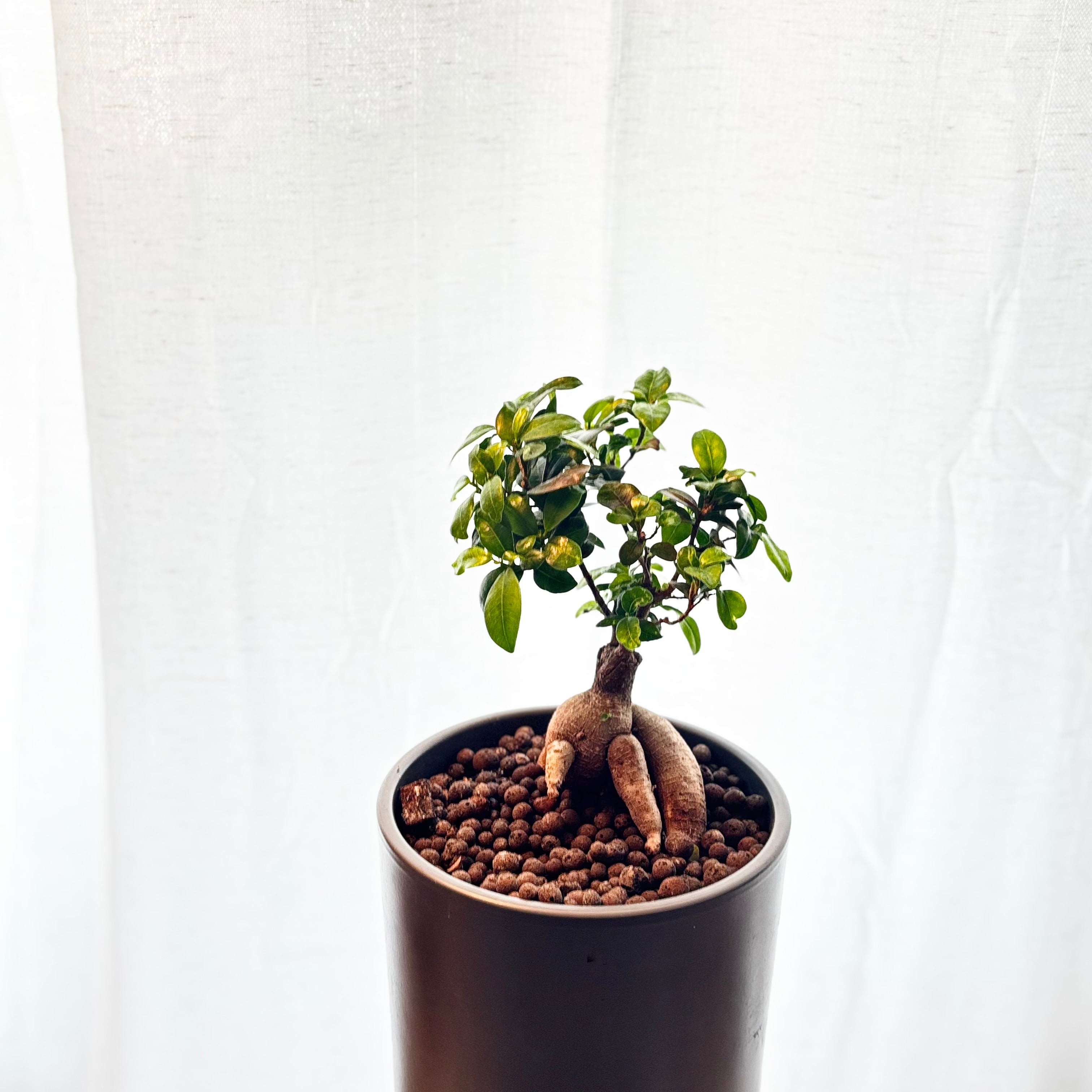 Ficus Ginseng Bonsai – Handgepflegter Zimmerbonsai