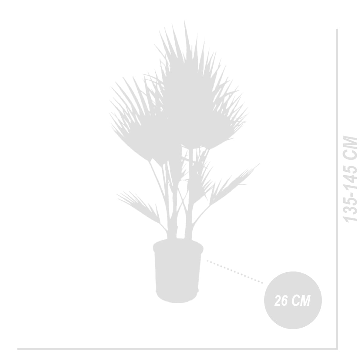 Washingtonia Robusta - Mexikanische Fächerpalme