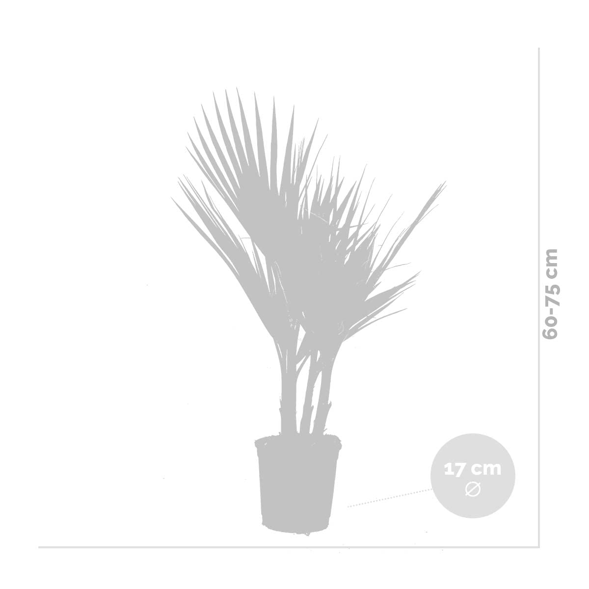 Washingtonia Robusta - Mexikanische Fächerpalme