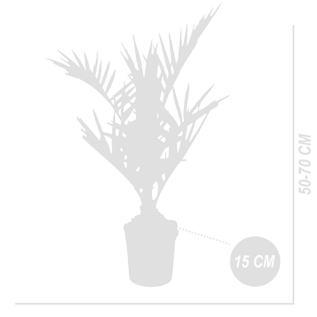 Phoenix Canariensis - Kanarische Dattelpalme