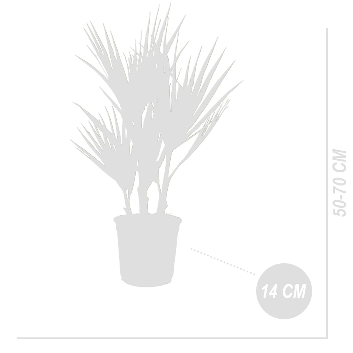 Washingtonia Robusta - Mexikanische Fächerpalme