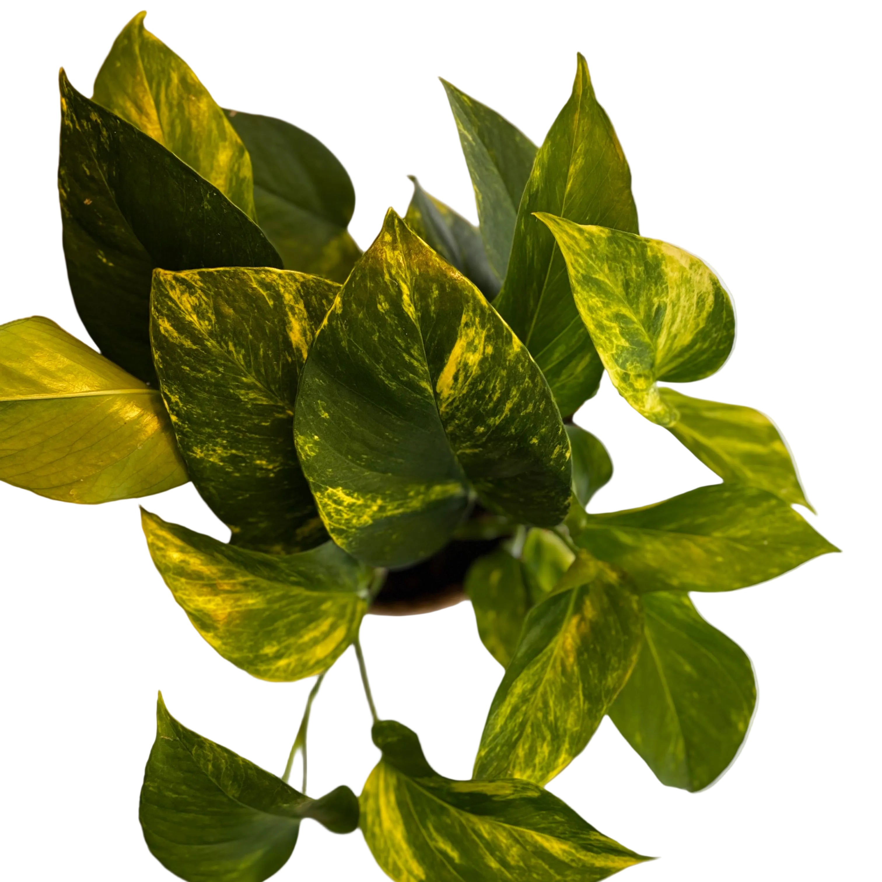 Efeutute (Epipremnum aureum) – Handgezogene, buschige Zimmerpflanze