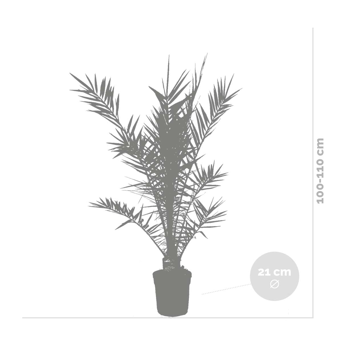 Phoenix Canariensis - Kanarische Dattelpalme