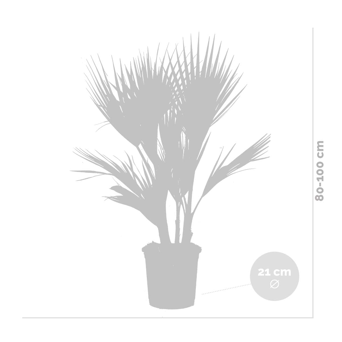 Washingtonia Robusta - Mexikanische Fächerpalme