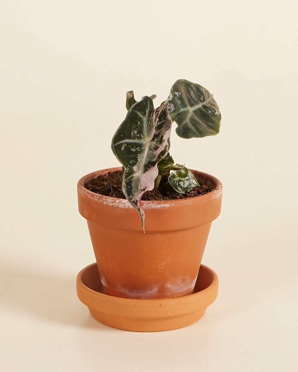 Alocasia Polly Variegated - Handgezogene Jungpflanze