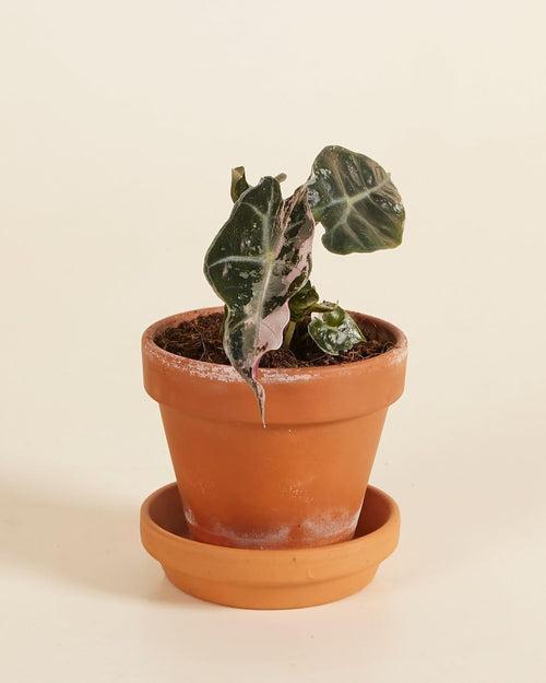 Alocasia Polly Variegated - Handgezogene Jungpflanze