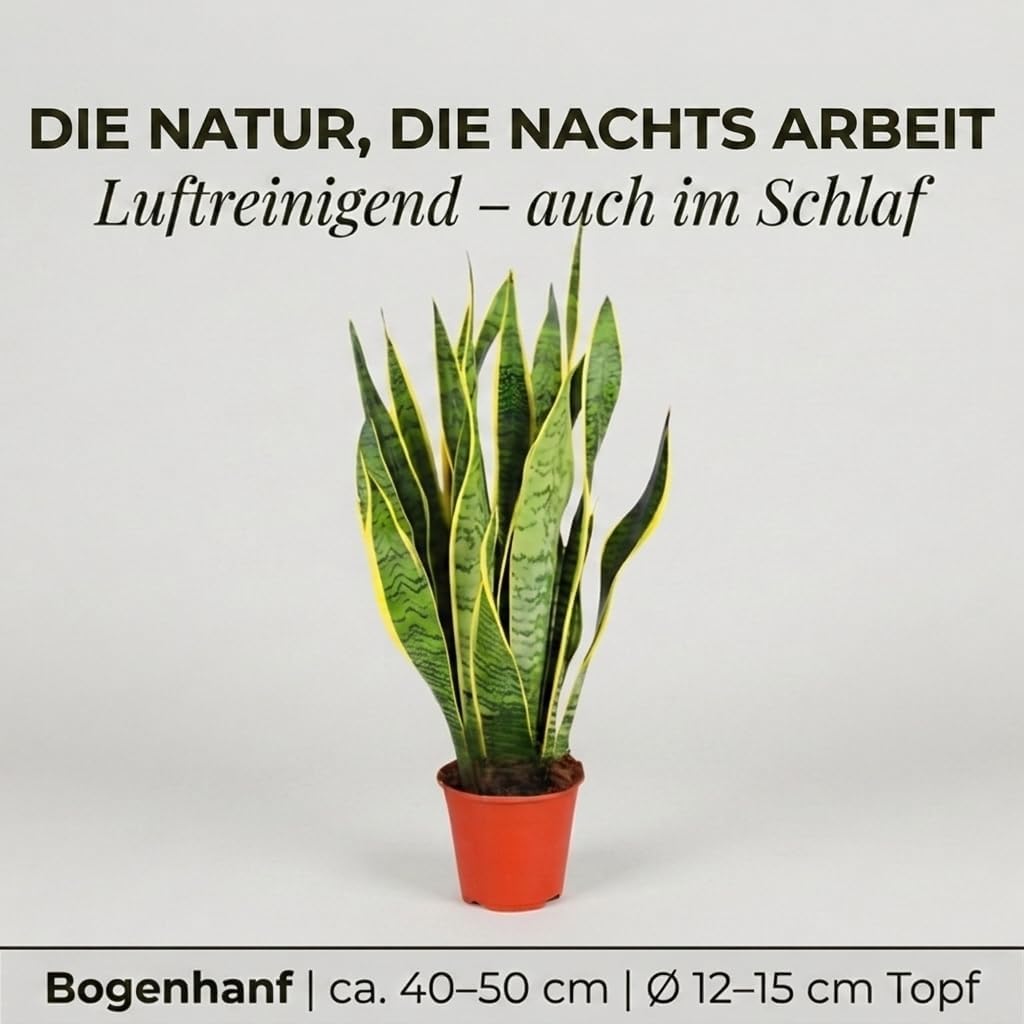 Bogenhanf | Sansevieria laurentii | ca. 40-50 cm | ø 12-15 cm Topf