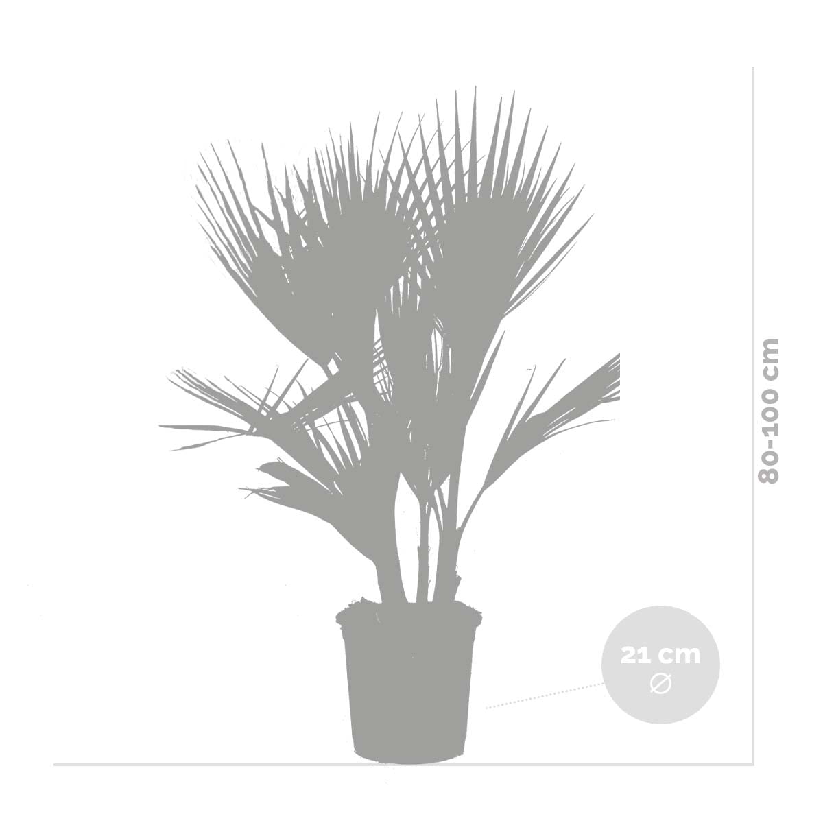 Washingtonia Robusta - Mexikanische Fächerpalme