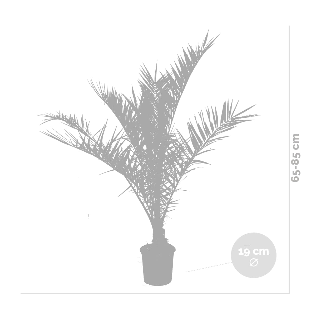 Phoenix Canariensis - Kanarische Dattelpalme