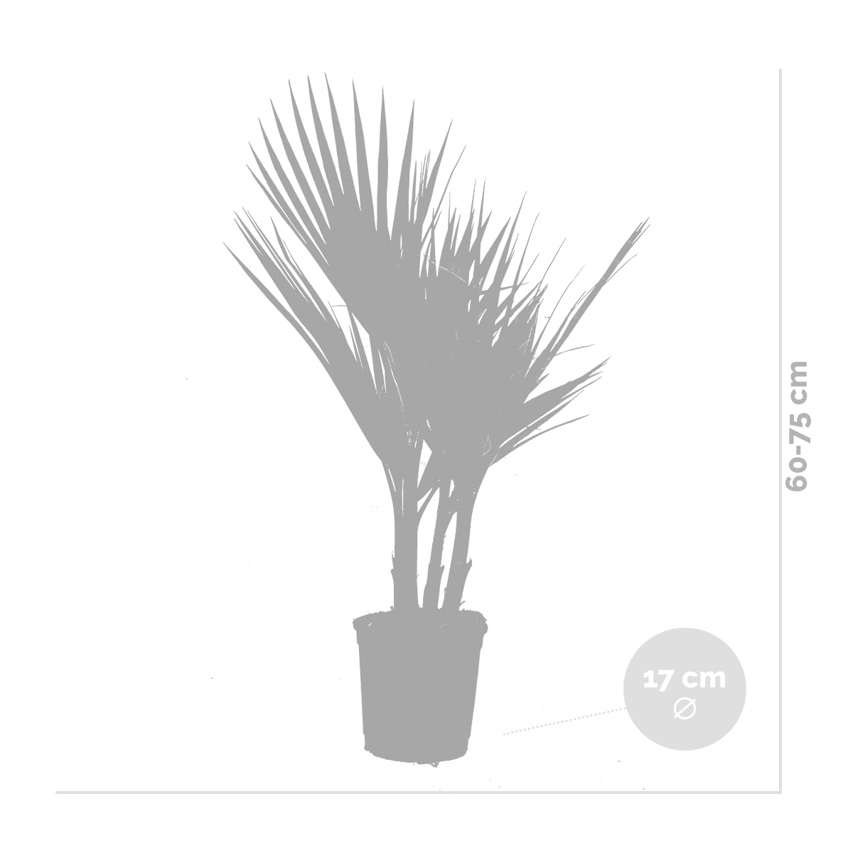 Washingtonia Robusta - Mexikanische Fächerpalme