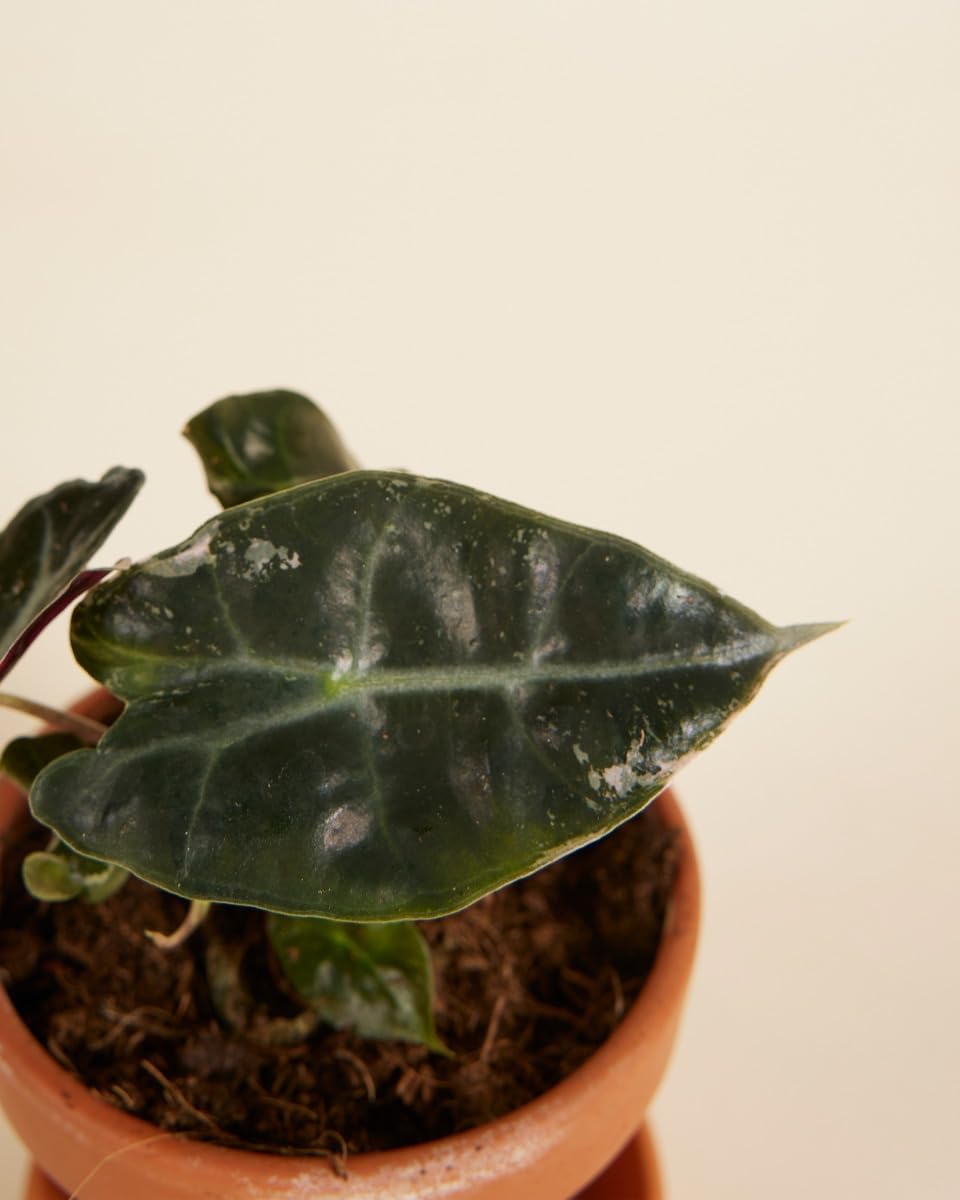 Alocasia Polly Variegated - Handgezogene Jungpflanze