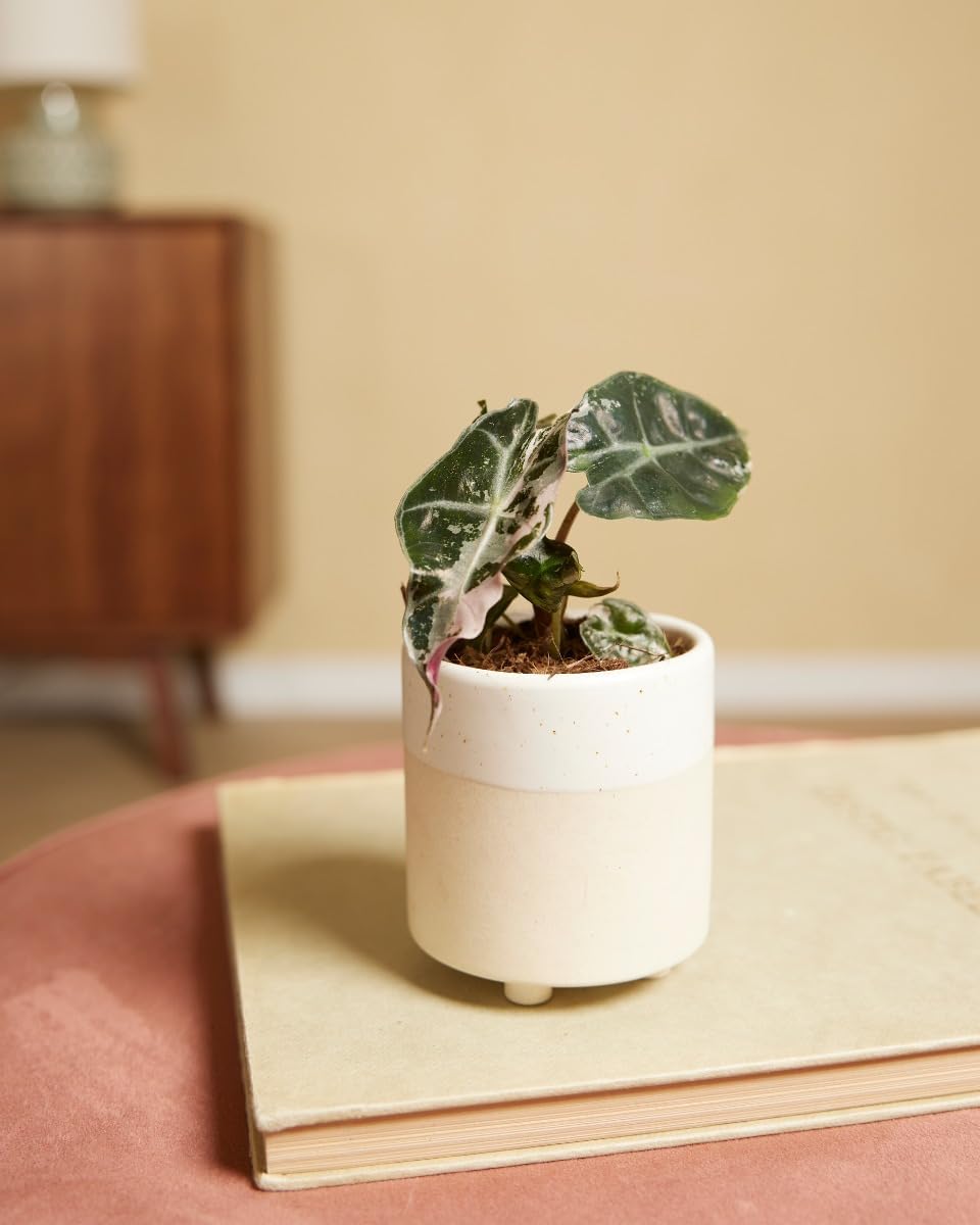 Alocasia Polly Variegated - Handgezogene Jungpflanze