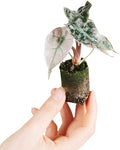 Alocasia Polly Variegated - Handgezogene Jungpflanze