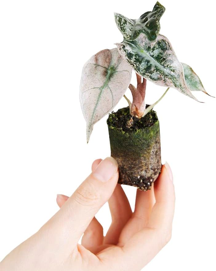 Alocasia Polly Variegated - Handgezogene Jungpflanze