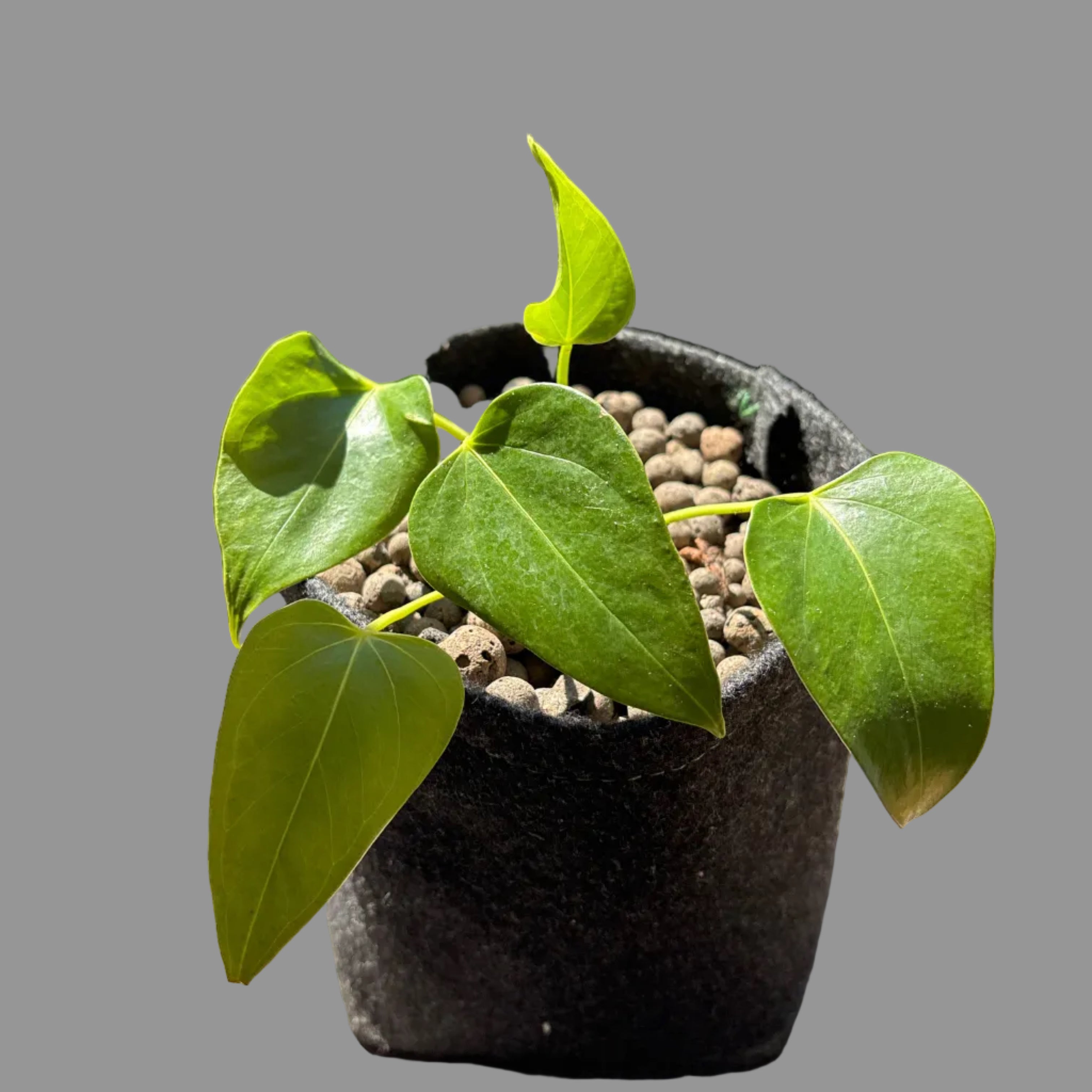 Philodendron Hederaceum - Hand-reared young plant