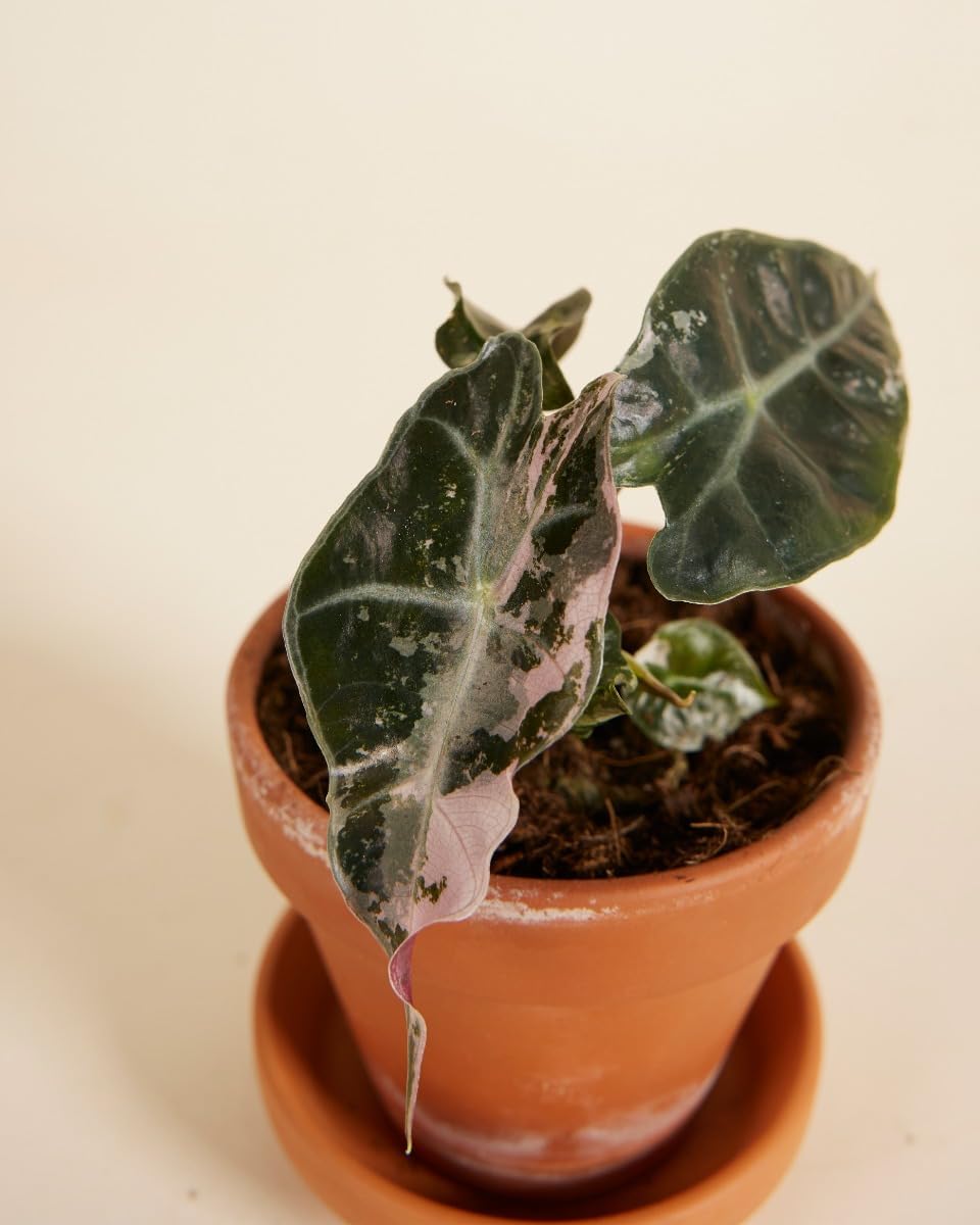 Alocasia Polly Variegated - Handgezogene Jungpflanze