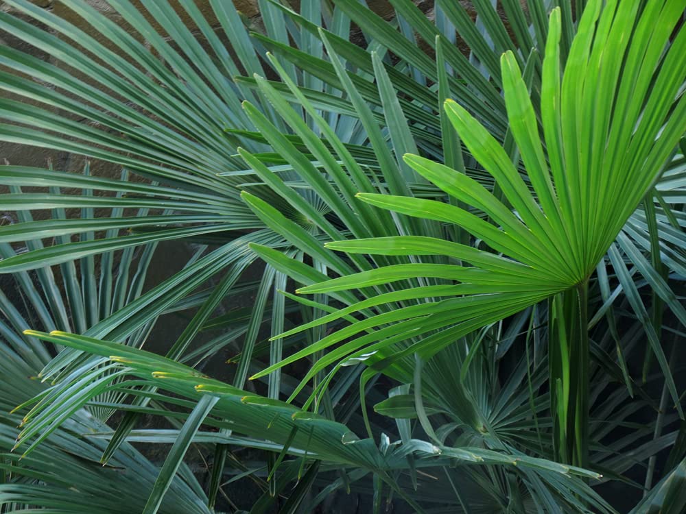 Washingtonia Robusta - Mexikanische Fächerpalme