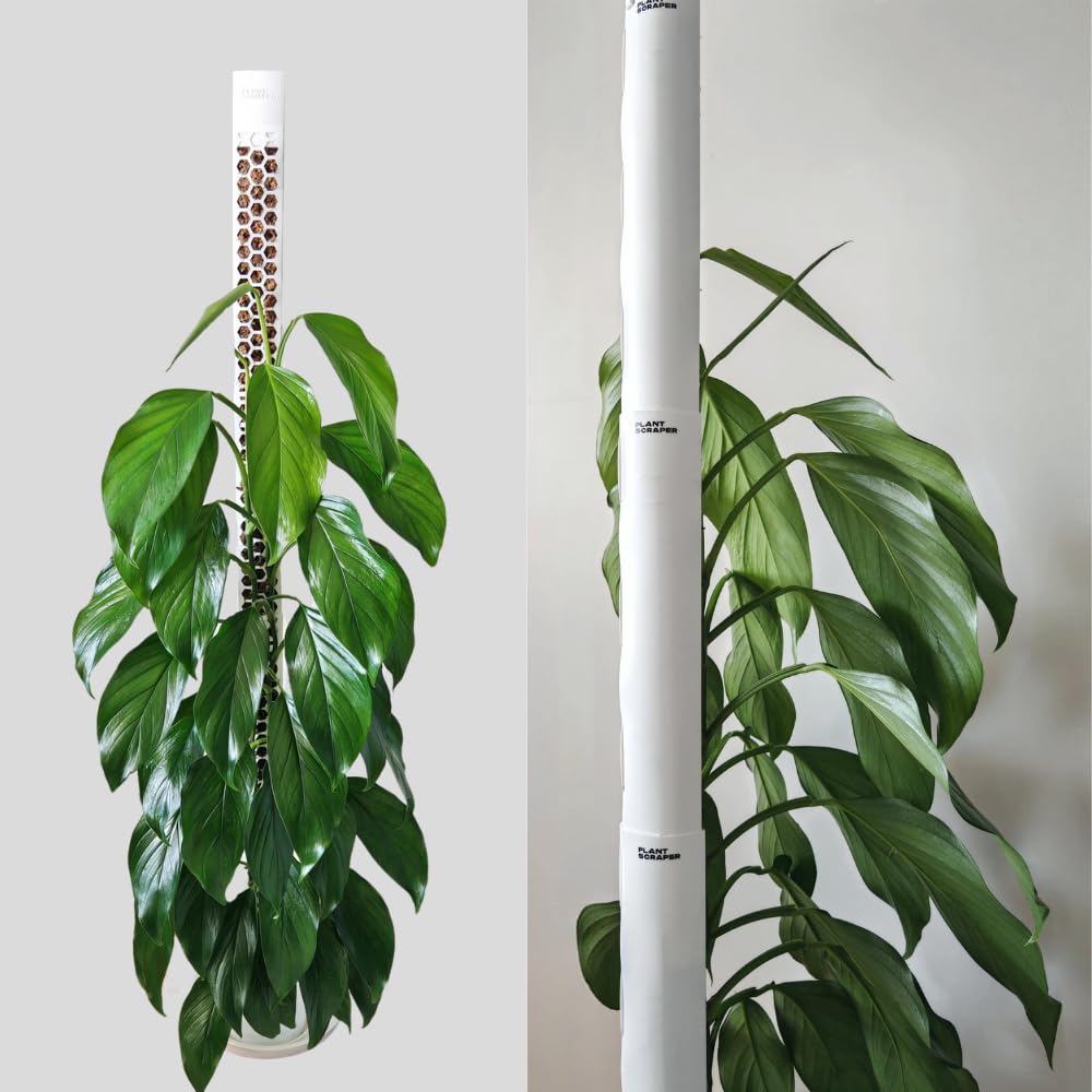 Moosstab für Monstera 5 x 39 cm - Erweiterbare Monstera Rankhilfe & Zubehör-Set - Befestigung für Kletterpflanzen