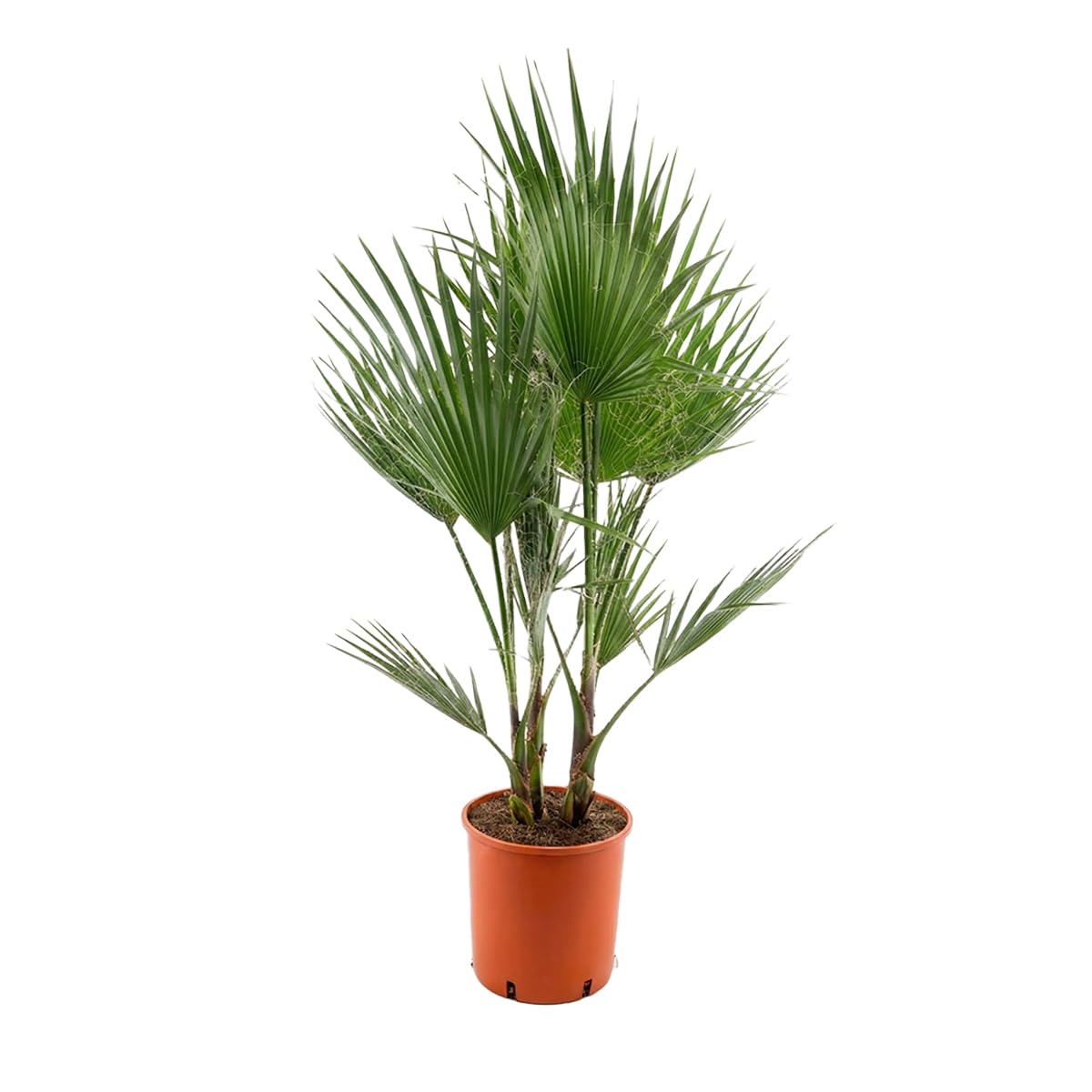 Washingtonia Robusta - Mexikanische Fächerpalme