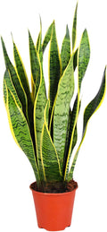 Bogenhanf | Sansevieria laurentii | ca. 40-50 cm | ø 12-15 cm Topf