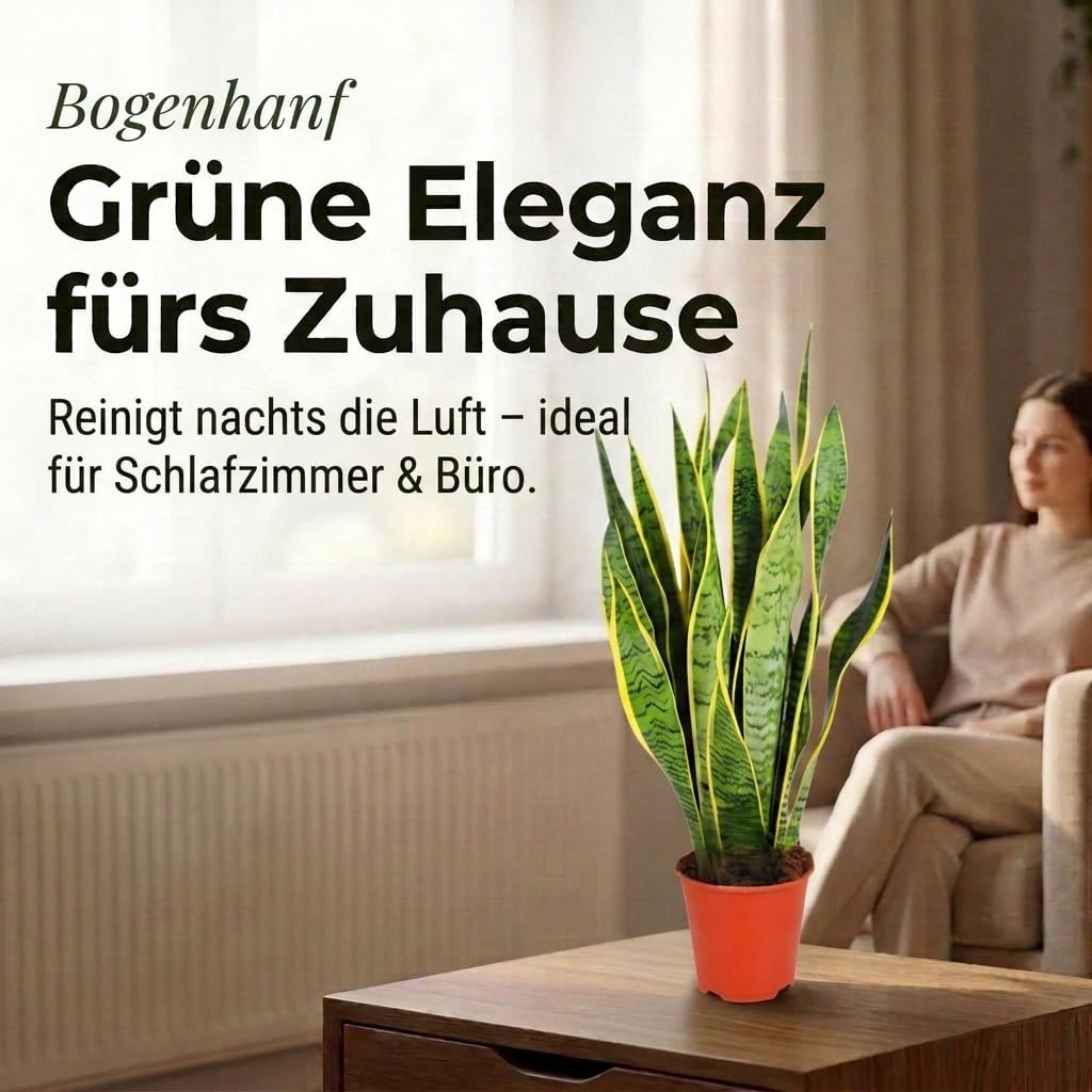 Bogenhanf | Sansevieria laurentii | ca. 40-50 cm | ø 12-15 cm Topf