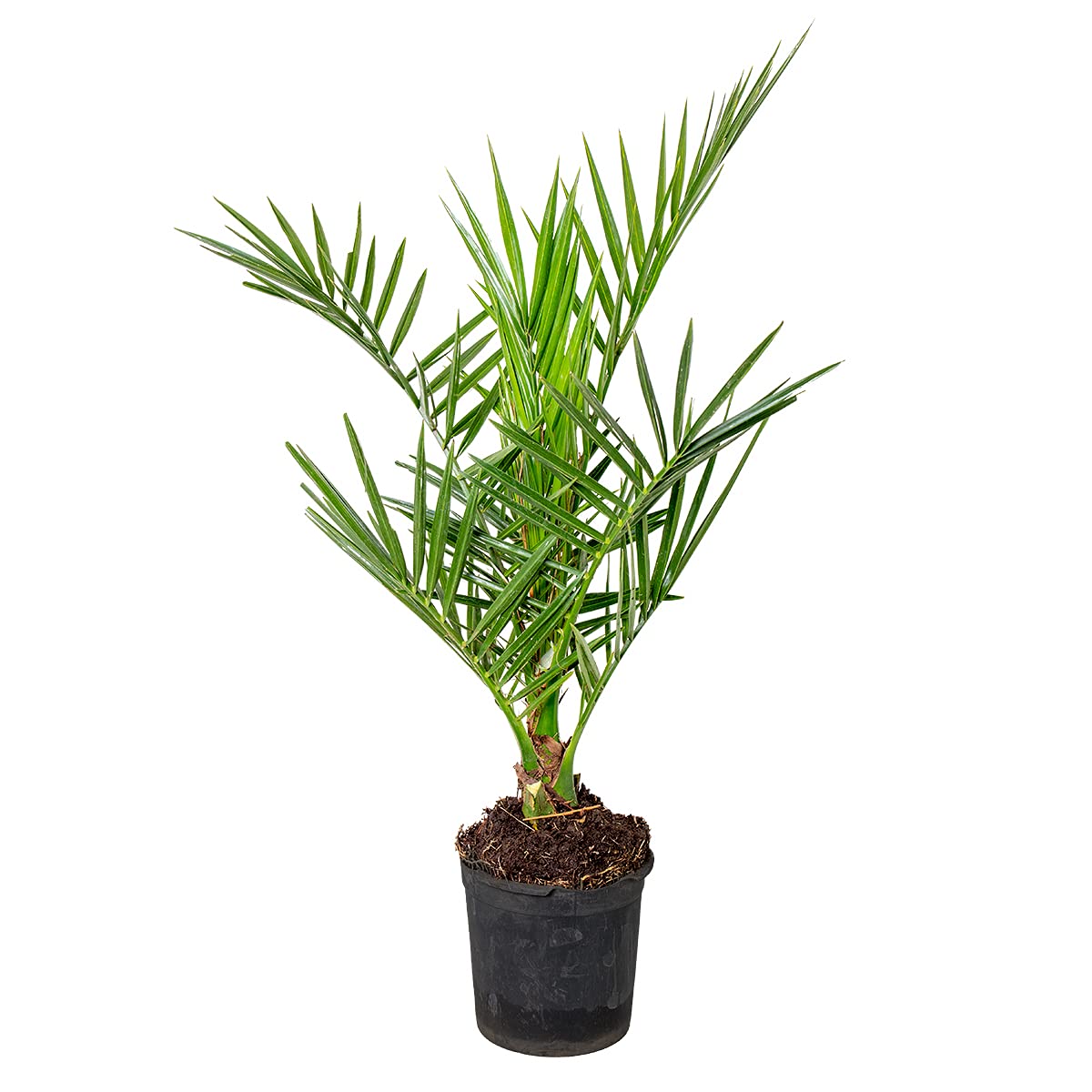 Phoenix Canariensis - Kanarische Dattelpalme