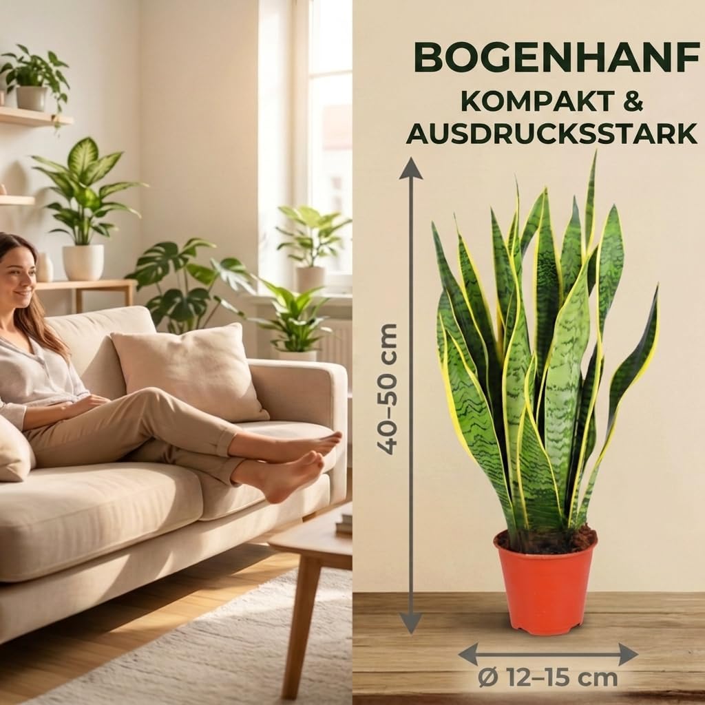 Bogenhanf | Sansevieria laurentii | ca. 40-50 cm | ø 12-15 cm Topf