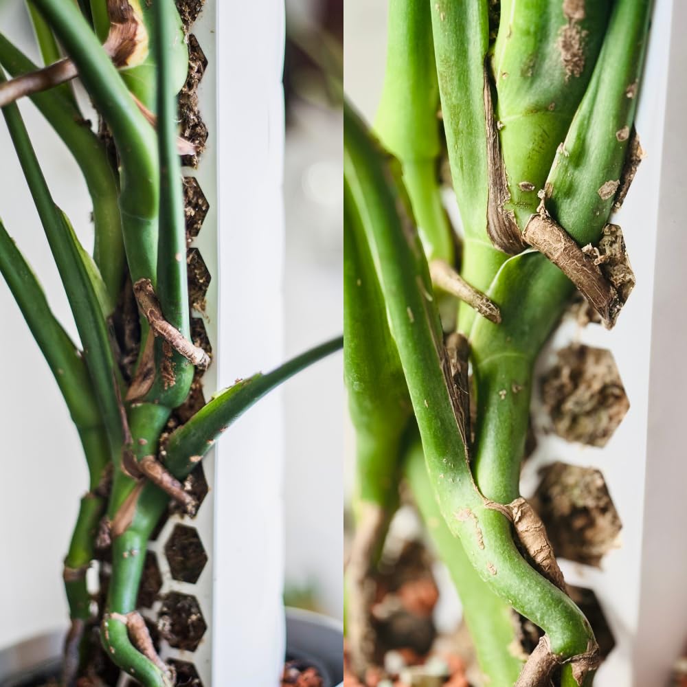 Moosstab für Monstera 5 x 39 cm - Erweiterbare Monstera Rankhilfe & Zubehör-Set - Befestigung für Kletterpflanzen