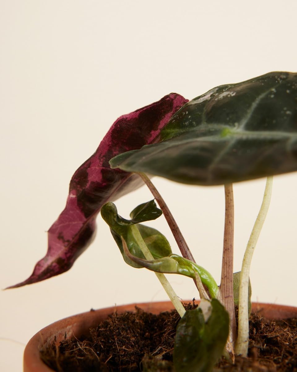 Alocasia Polly Variegated - Handgezogene Jungpflanze