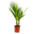 Washingtonia Robusta - Mexikanische Fächerpalme