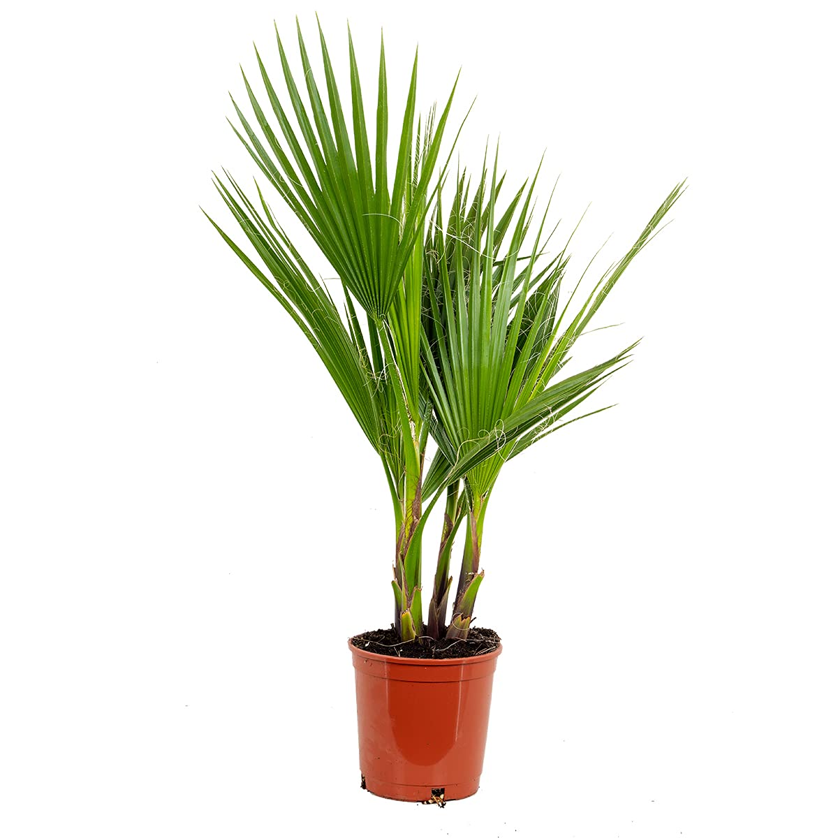 Washingtonia Robusta - Mexikanische Fächerpalme