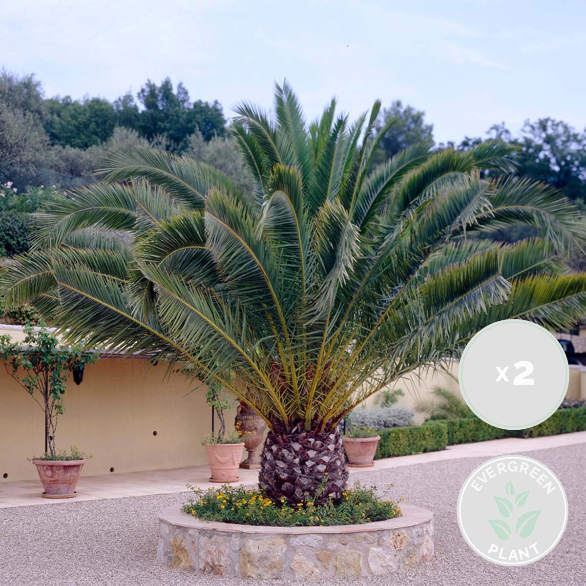 Phoenix Canariensis - Kanarische Dattelpalme