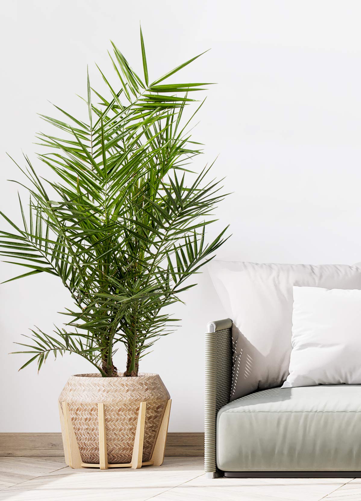 Phoenix Canariensis - Kanarische Dattelpalme