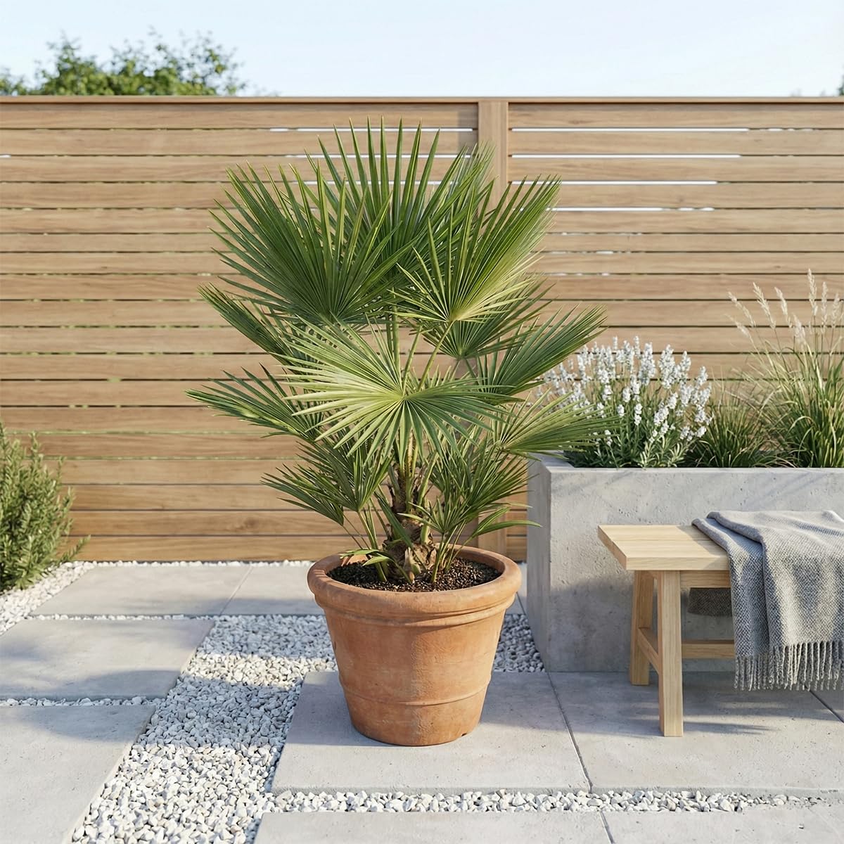 Washingtonia Robusta - Mexikanische Fächerpalme