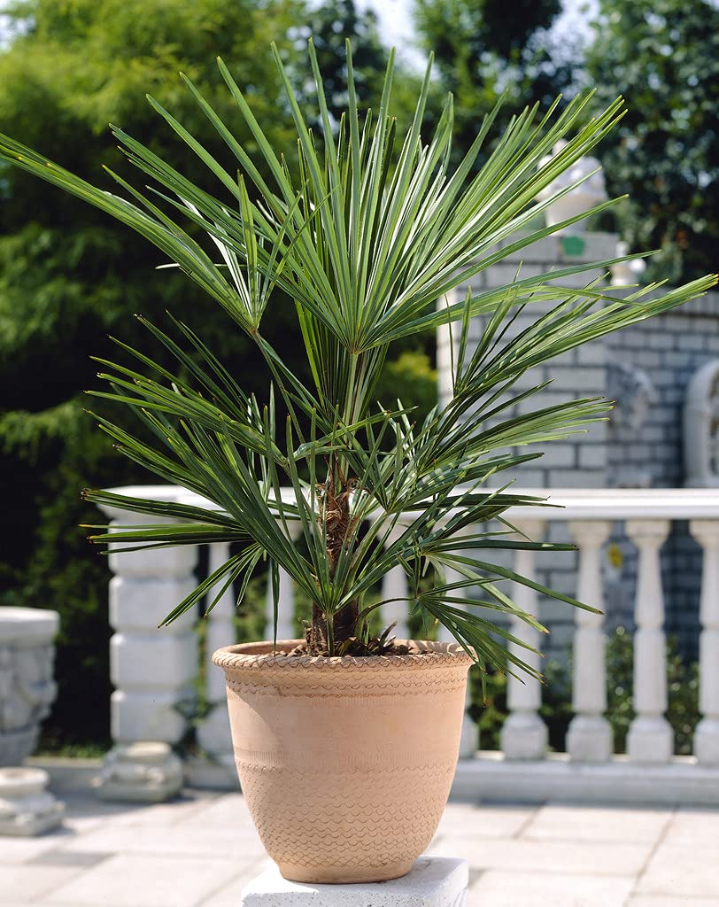 Washingtonia Robusta - Mexikanische Fächerpalme