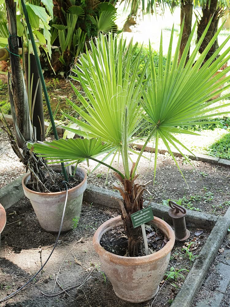 Washingtonia Robusta - Mexikanische Fächerpalme