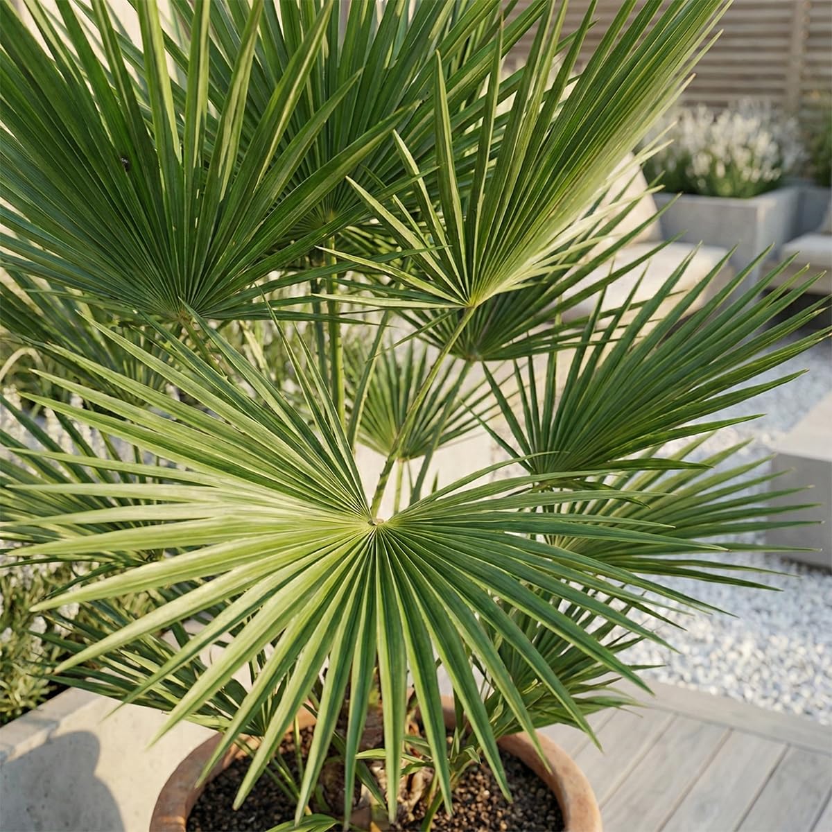 Washingtonia Robusta - Mexikanische Fächerpalme