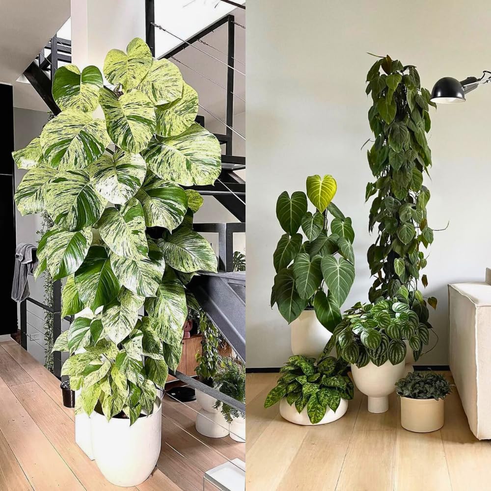 Moosstab für Monstera 5 x 39 cm - Erweiterbare Monstera Rankhilfe & Zubehör-Set - Befestigung für Kletterpflanzen