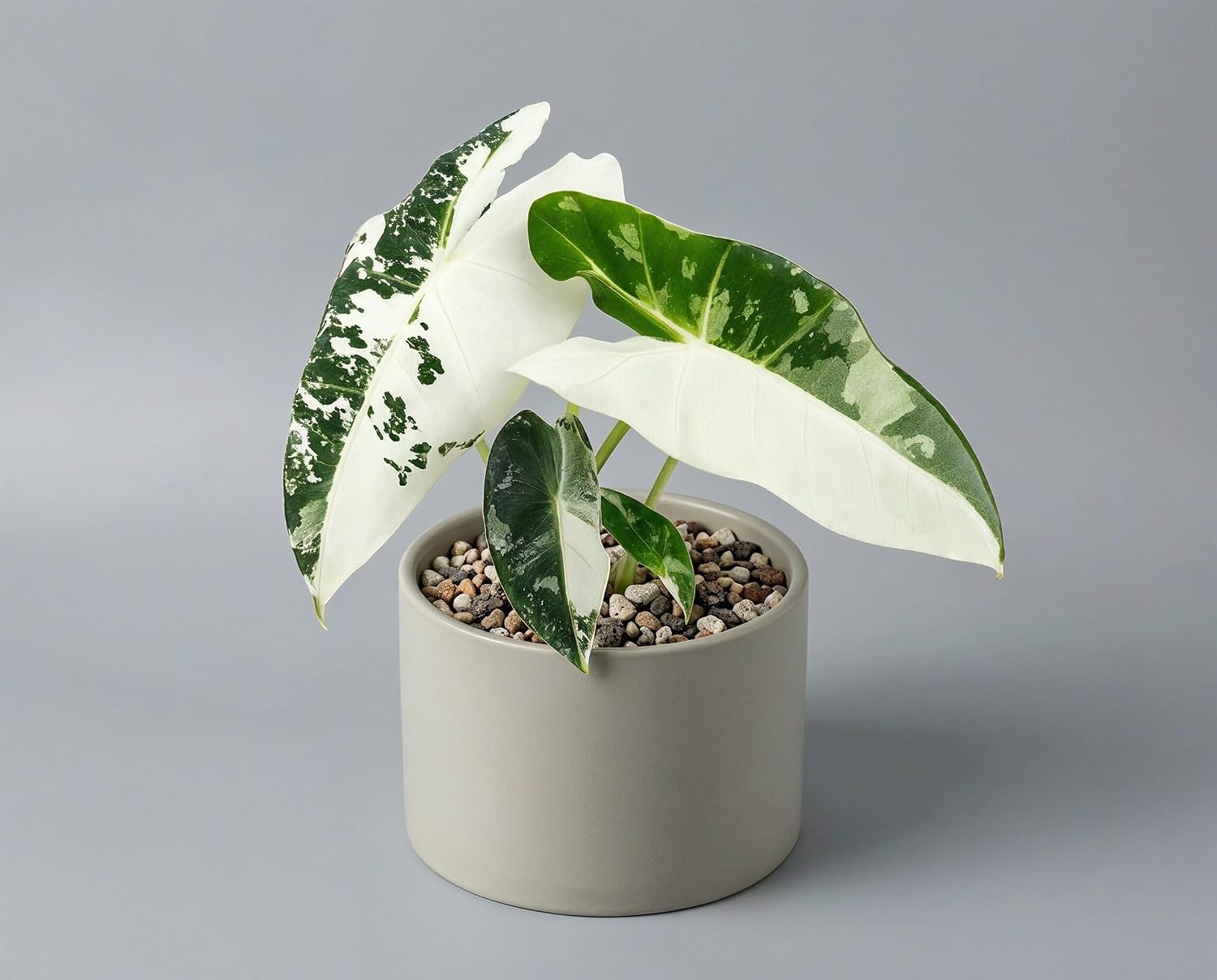 Alocasia Frydek Variegata - Handgezogene Jungpflanze