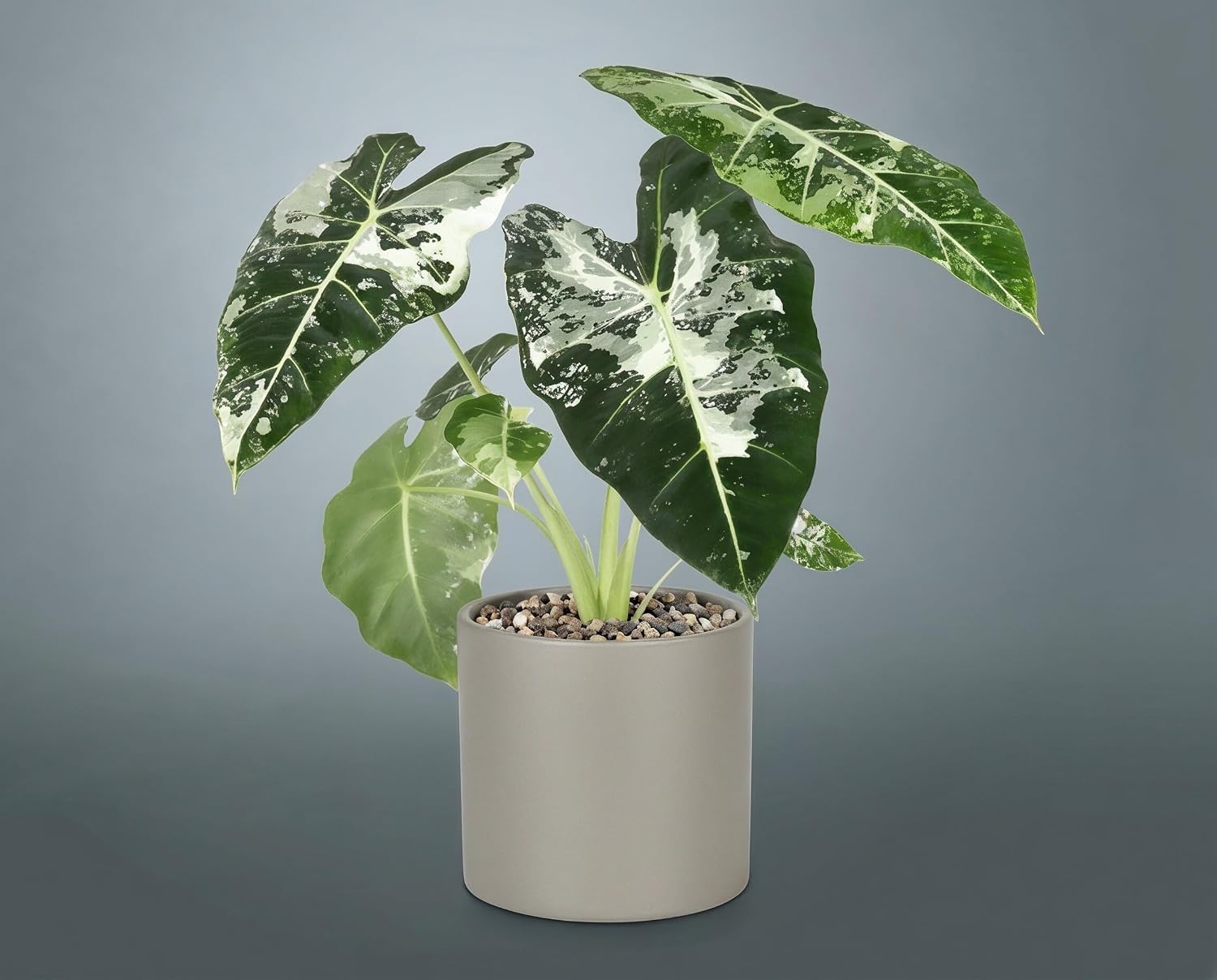 Alocasia Frydek Variegata - Handgezogene Jungpflanze
