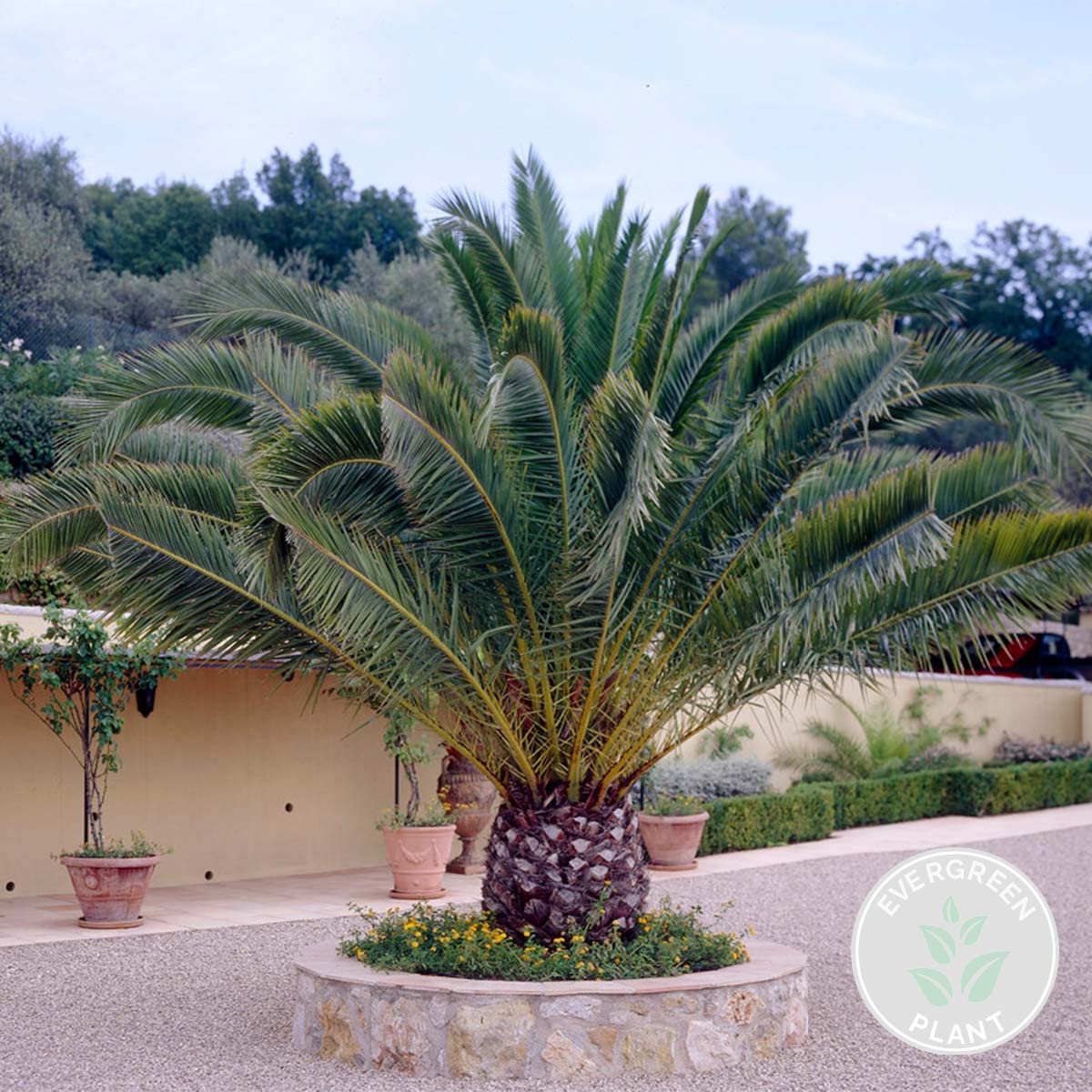Phoenix Canariensis - Kanarische Dattelpalme