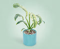 Rhaphidophora puberula Variegata - panaschierte Zimmerpflanze mit gelbgrünem Muster