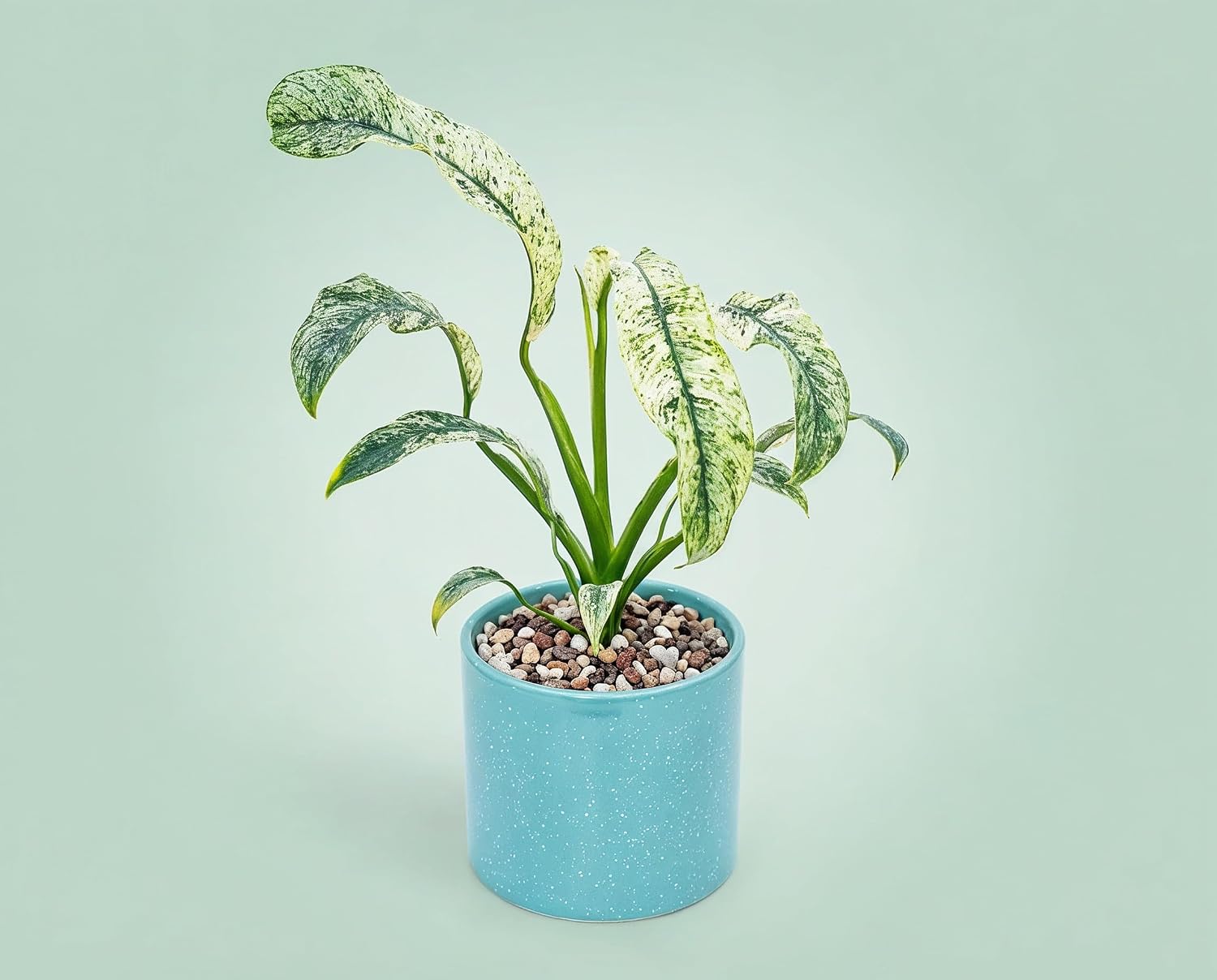 Rhaphidophora puberula Variegata - panaschierte Zimmerpflanze mit gelbgrünem Muster