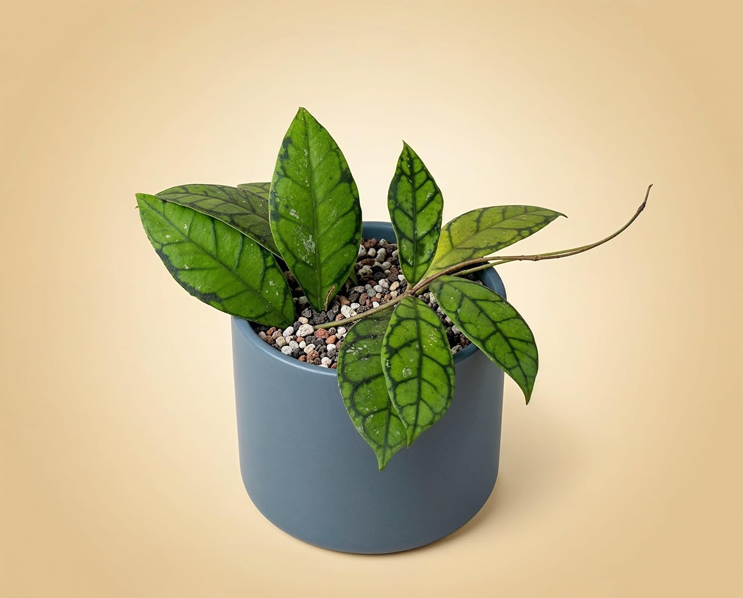 Hoya callistophylla Black Cat - seltene Hoya mit fast schwarzem Adernetz