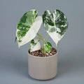 Alocasia Frydek Variegata - Handgezogene Jungpflanze