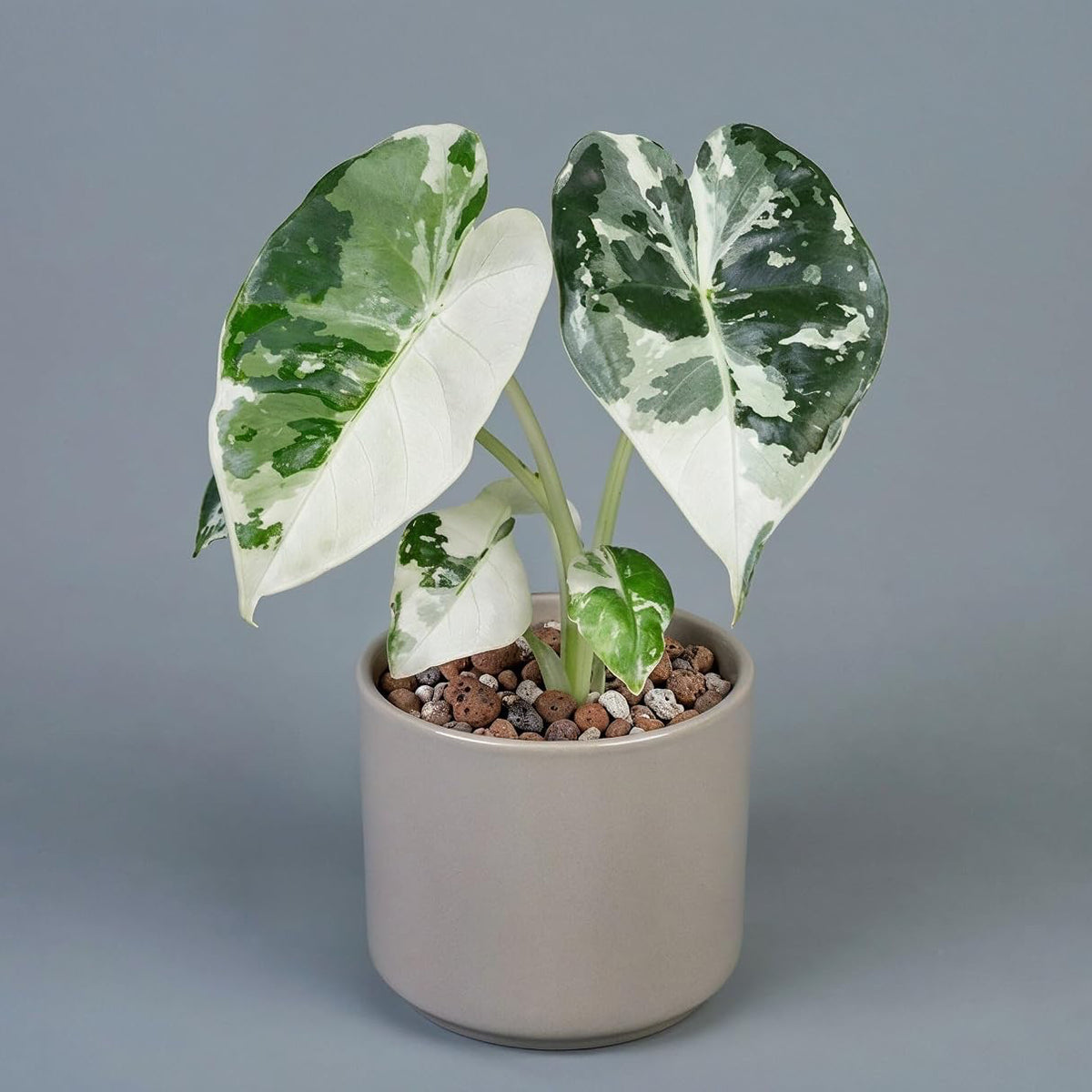 Alocasia Frydek Variegata - Handgezogene Jungpflanze